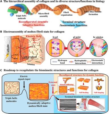  Collageen: De Biologische Wonderstof voor Weefselherstel en Versterking!