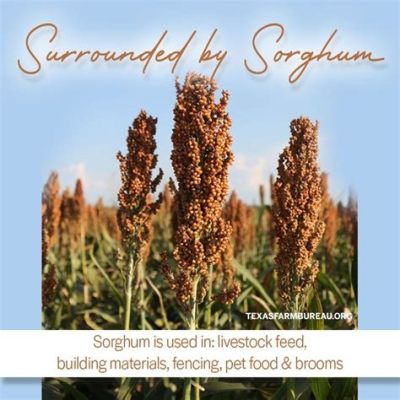 Sorghum: Een veelzijdige graan voor biobrandstoffen en veevoer!